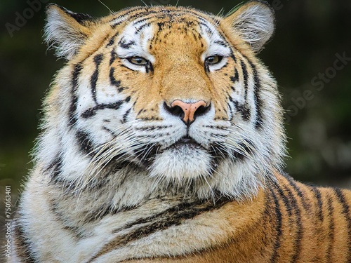 Fototapeta Naklejka Na Ścianę i Meble -  Portrait Aufnahme eines stolzen Tigers