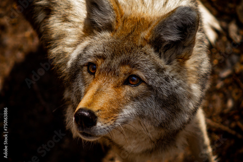 Coyote Face Profile Eyes Looking at You  Wisconsin  USA.