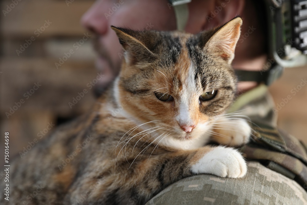 Ukrainian soldier with little stray cat, closeup