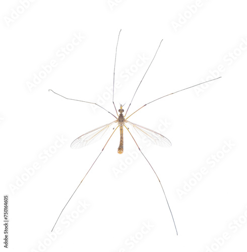 Cranefly species Tipula Sayi daddy longlegs in high definition with extreme focus and DOF depth of field isolated on white background. often mistaken as a larger mosquito. top dorsal view © Chase D’Animulls