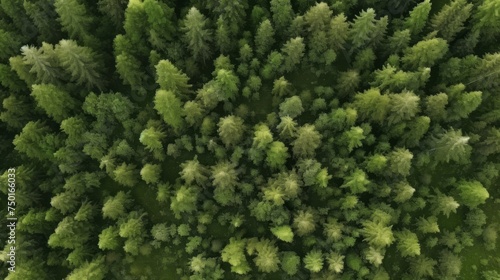 Aerial photo of the forest. Green trees drone view. The beauty of wild nature. © Vladimir