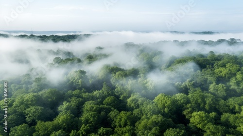 Aerial photo of the forest in fog. Green trees drone view. The beauty of wild nature. © Vladimir