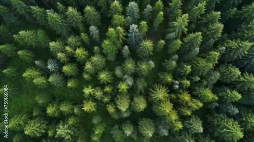 Aerial photo of the forest. Green trees drone view. The beauty of wild nature.