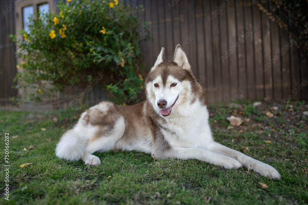 un Husky un Husky