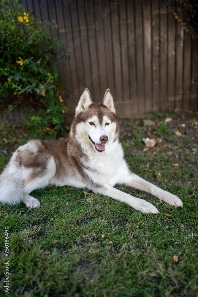 un Husky un Husky
