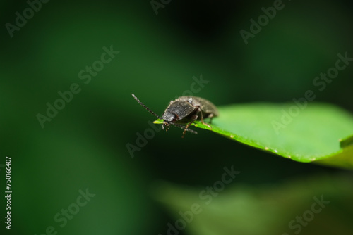 chrząszcz melanotus