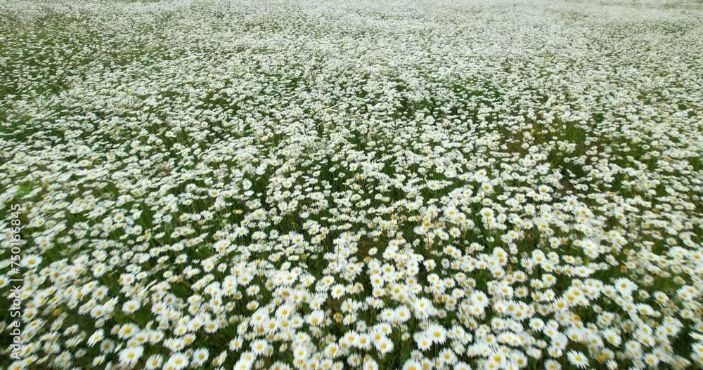 Chamomile field. Meadow with blooming chamomile at sunset. Wild flowers. Aerial shot. Blooming fields Chamomile field. Meadow with blooming chamomile at sunset. Wild flowers. Aerial shot. Blooming fields