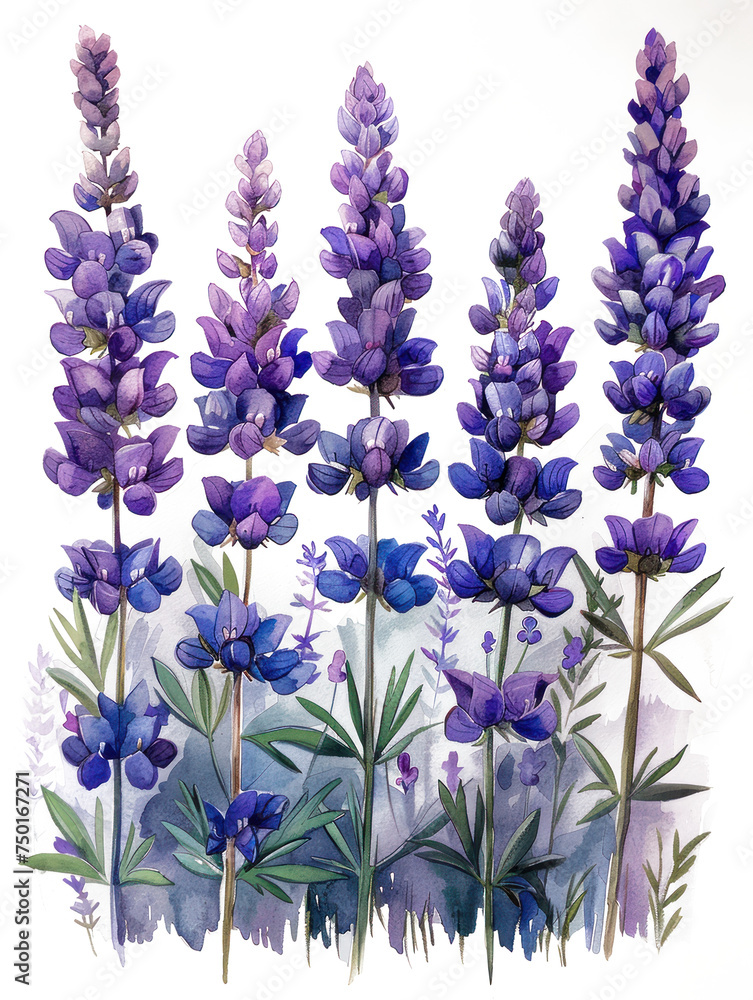 Naklejka premium Colorful lavender flowers watercolor illustration isolated 