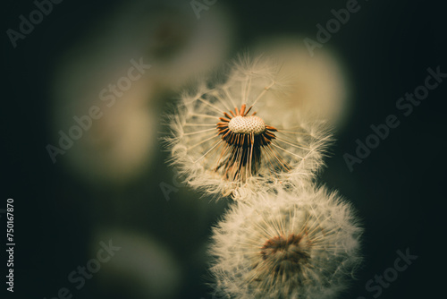 Beautiful dandelions  from which the wind blows the white fluff away in summer. These are wildflowers.