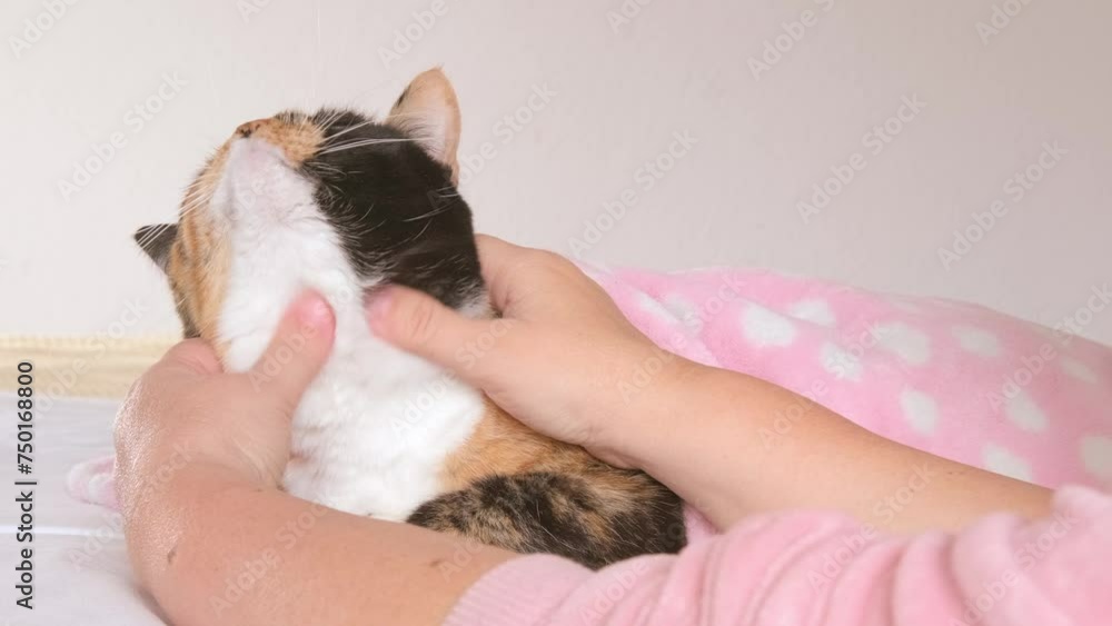 female hands gently scratching neck of brown domestic cat in bed under pink blanket, coziness at home, warmth and comfort chilly winter day, Peaceful Moments, heartwarming capture pet enjoys repose female hands gently scratching neck of brown domestic cat in bed under pink blanket, coziness at home, warmth and comfort chilly winter day, Peaceful Moments, heartwarming capture pet enjoys repose