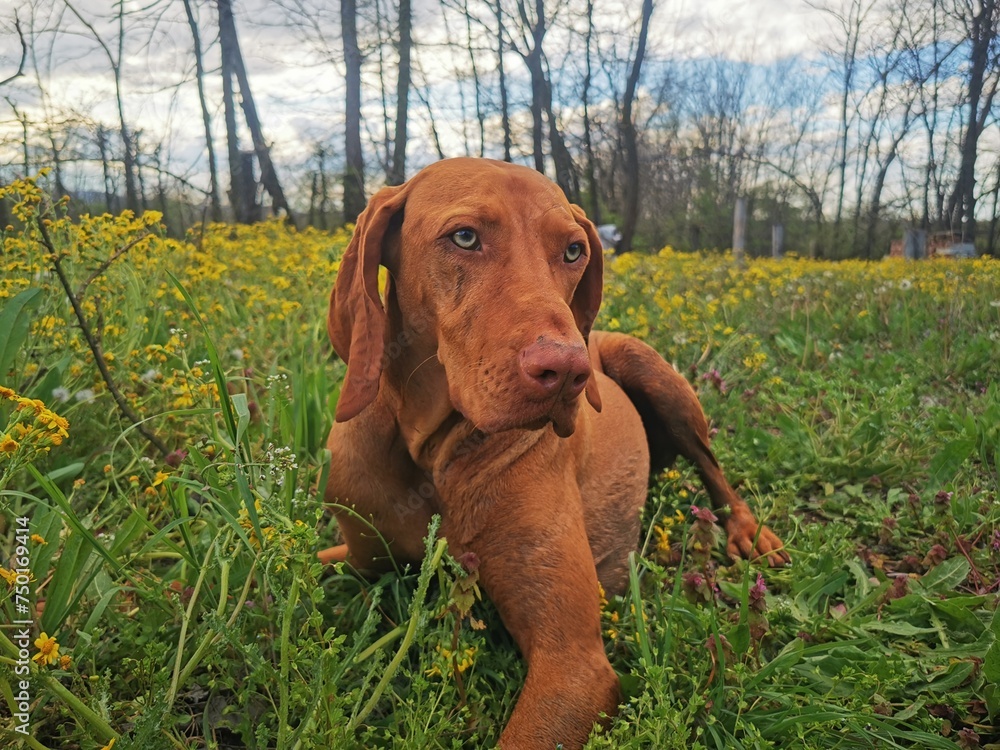 Hungarian hound pointer vizsla dog on the meadow
