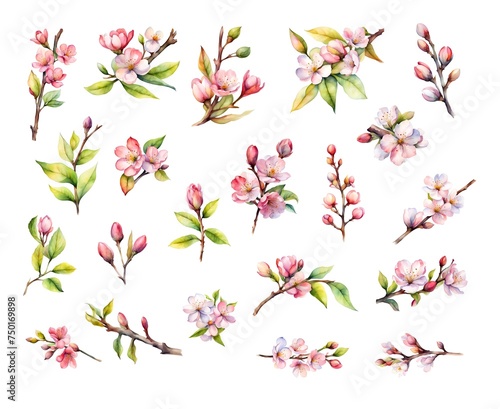 Watercolour set of spring blooming branches, hand drawn cherry blossom collection, flowers and leaves