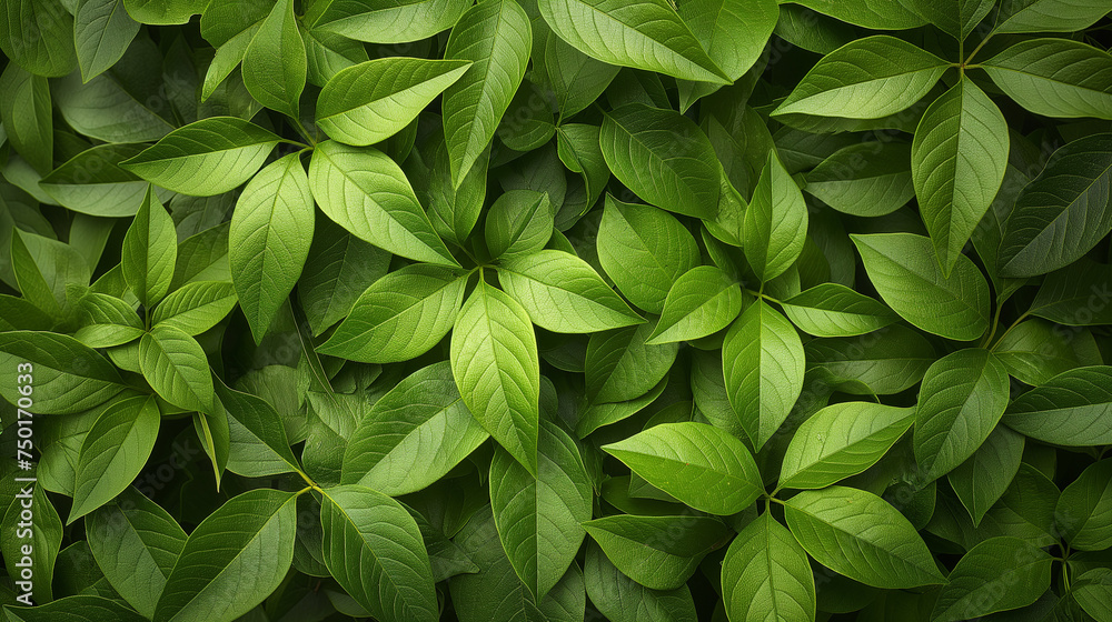 background, green leaves of tree background, green leaves of tree