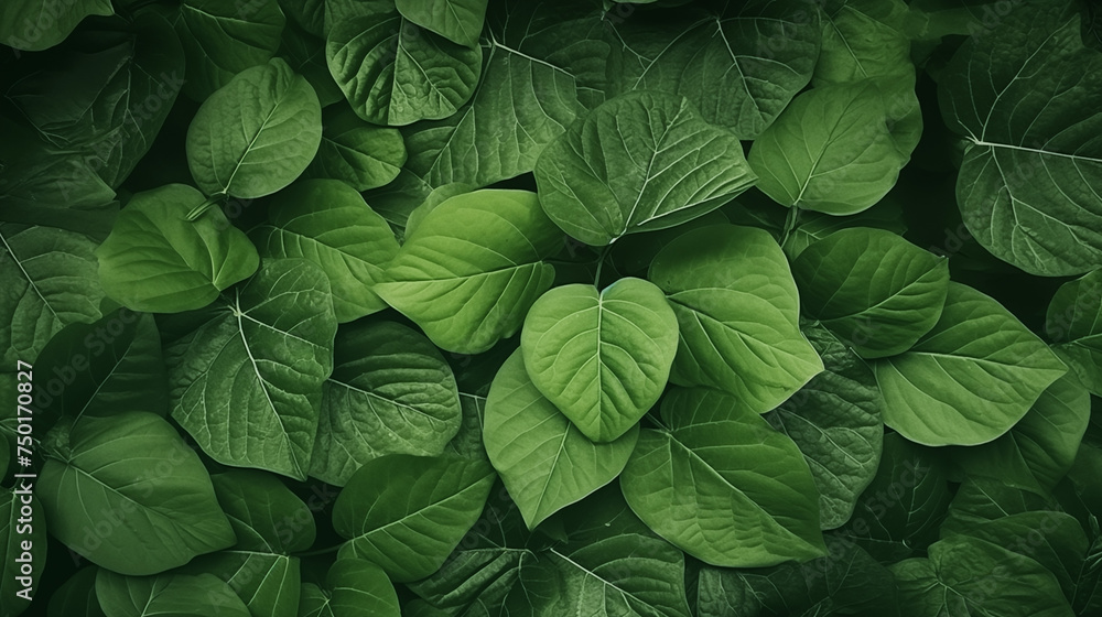 background, green leaves of tree background, green leaves of tree