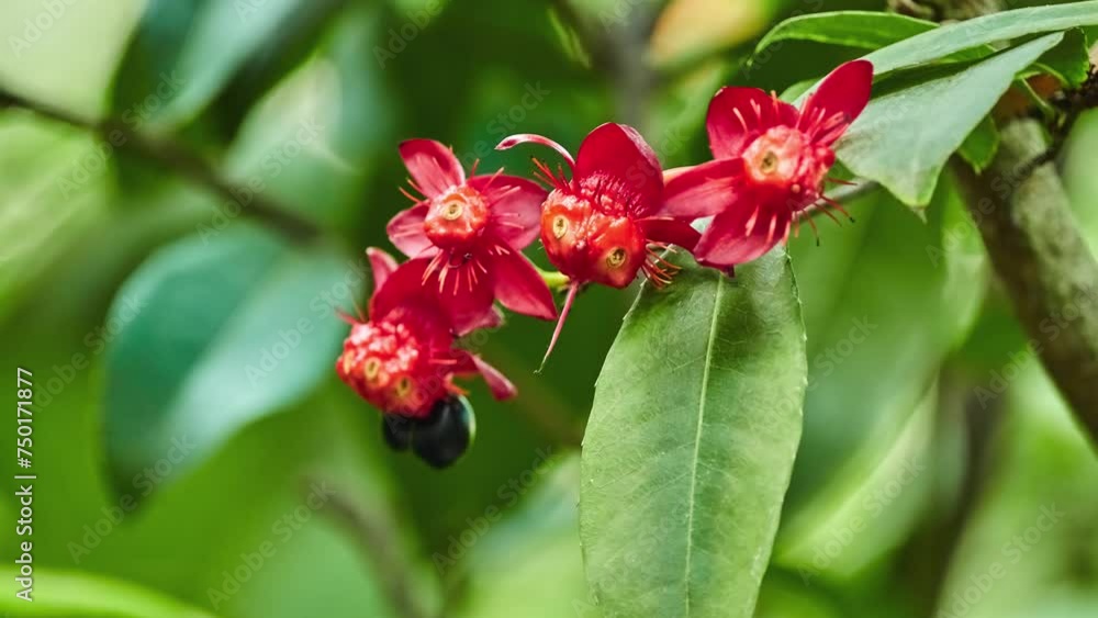 Ochna serrulata (small-leaved plane) Ochna serrulata (small-leaved plane)