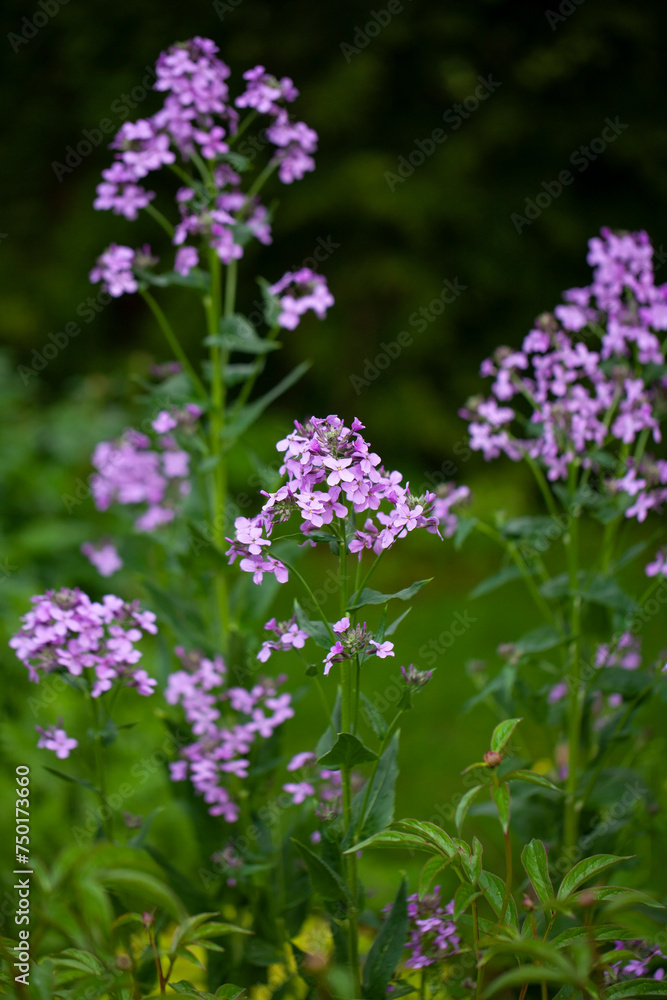 Hesperis matronalis (Dame's rocket, Sweet rocket): a biennial or short-lived perennial plant that is native to Europe and Asia . The plant was originally used for its medicinal properties. Hesperis matronalis (Dame's rocket, Sweet rocket): a biennial or short-lived perennial plant that is native to Europe and Asia . The plant was originally used for its medicinal properties.