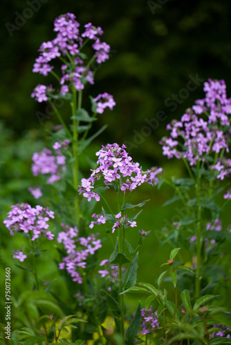 Hesperis matronalis  Dame s rocket   Sweet rocket   a biennial or short-lived perennial plant that is native to Europe and Asia . The plant was originally used for its medicinal properties.