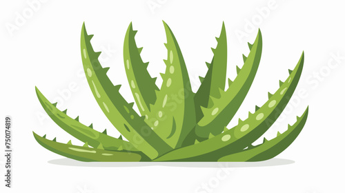 Aloe vera plant flat isolated illustration isolated