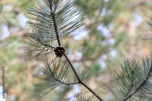 A pine branch with a cone on a blurred background