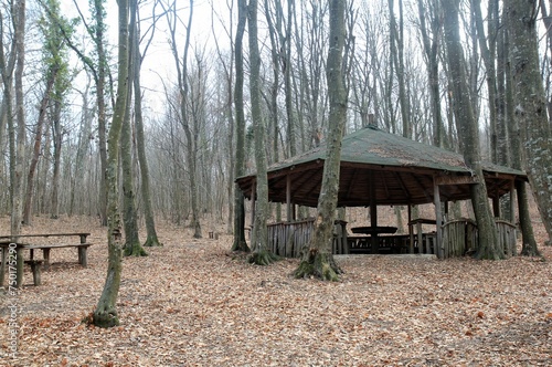 Wooden gazebo in the spring forest 