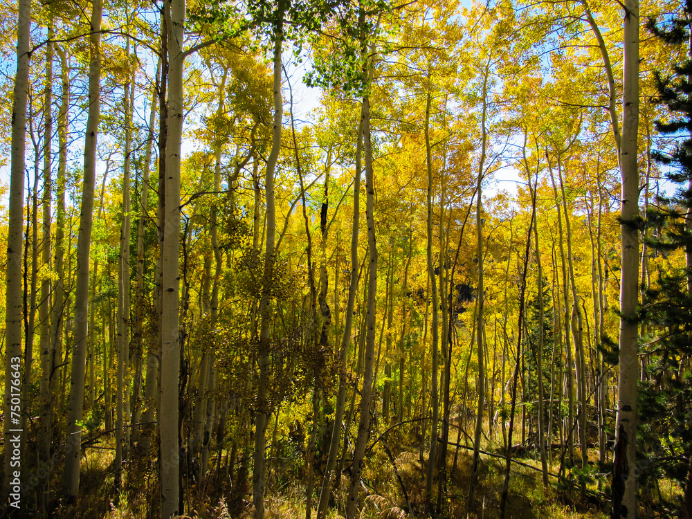 Obraz premium Autumn Leaves