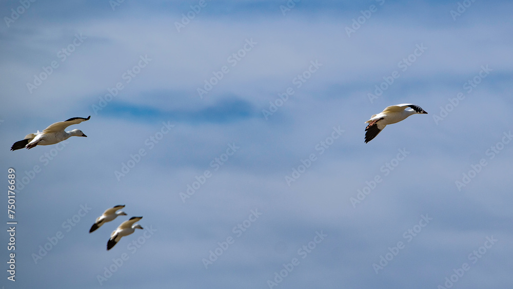 Obraz premium Baie du Febvre, Canada - April 5th 2021: Migration Birds watching at Baie-du-Febvre in Quebec