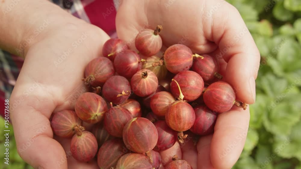 Ripe red gooseberries in hands of farmer in garden close-up. Ripe red gooseberries in hands of farmer in garden close-up.