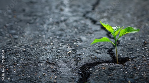 Small and green plant grows through urban asphalt ground. Green plant growing from crack in asphalt on road. Space for text or design.