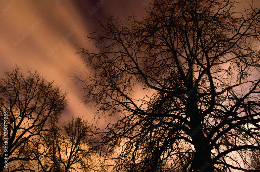 silhouette of a tree at sunset silhouette of a tree at sunset
