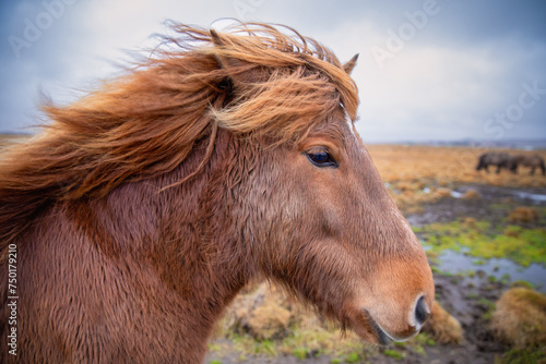 Portrait of an Icelandic horse head with pasture in the background photo