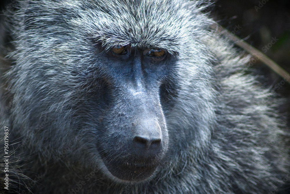 Obraz premium portrait of baboon