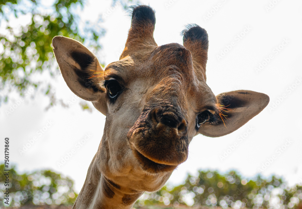 Portrait of a giraffe looking from top to bottom