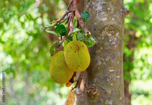 Jackfruit fruits Artocarpus heterophyllus hanging on a tree close-up photo