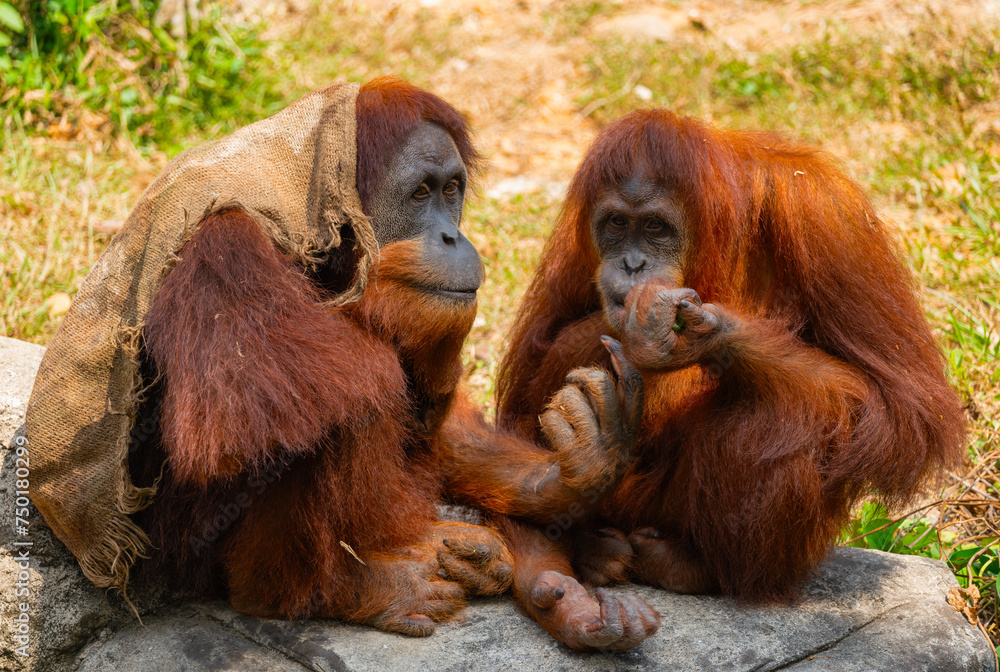 Obraz premium A pair of funny orangutan monkeys share a meal
