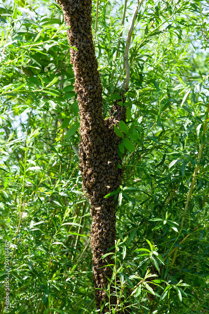 Fototapeta premium A swarm of bees flew out of the hive on a hot summer day and landed on a tree trunk. The beekeeper gently sprayed them with mint water to prevent them from escaping.