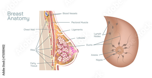 female breast anatomy and cross section of breast structure. Female breasts are mammary glands located on chest of females, typically composed of glandular tissue, fat, and connective tissue vector.