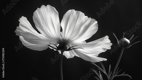  a black and white photo of a flower and a bud in the middle of the flower and a bud in the middle of the flower in the middle of the flower.