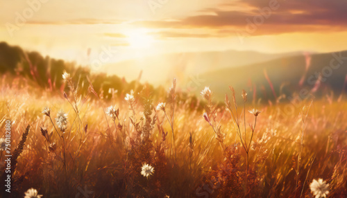 Abstract warm landscape of dry wildflower and grass meadow on warm golden hour sunset or sunrise time. Tranquil autumn fall nature field background. Soft golden hour sunlight at countryside