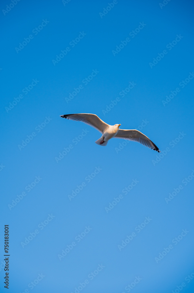 Obraz premium A seagull soaring high in the sky