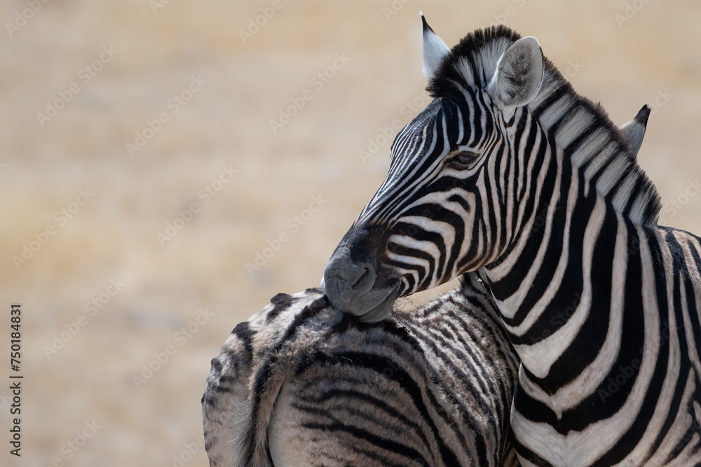 Naklejka premium Closeup of a zebra in Etosha national park