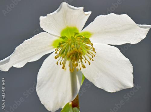 Ciemiernik biały na rozmytym tle, blurr, Helleborus niger, Christmas rose, Christrose, black hellebore, white hellebore flower 