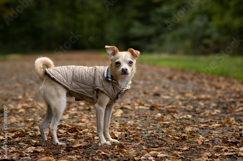 Puppy with Jacket in Park 2