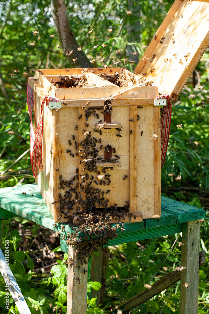 A swarm catcher is placed on a small table ready for the beekeeper to collect a swarm of bees that has escaped from a hive. The bees have landed on the trunk of a tree next to the swarm catcher. A swarm catcher is placed on a small table ready for the beekeeper to collect a swarm of bees that has escaped from a hive. The bees have landed on the trunk of a tree next to the swarm catcher.
