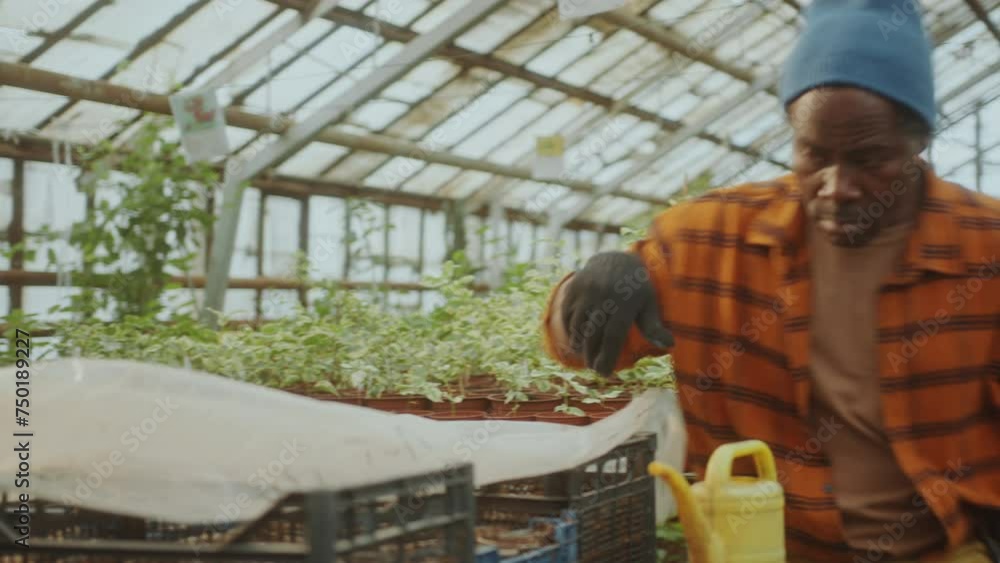 Senior African-American farmer in gardening gloves using plastic cover to protect green sprouts growing in a greenhouse Senior African-American farmer in gardening gloves using plastic cover to protect green sprouts growing in a greenhouse