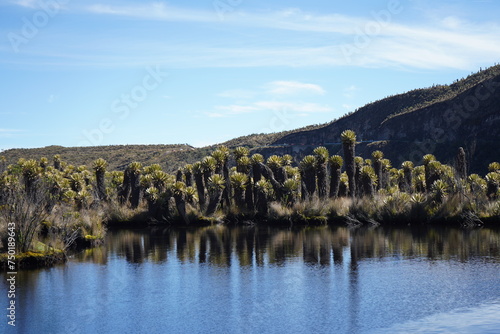 Frailejones con reflejo en laguna