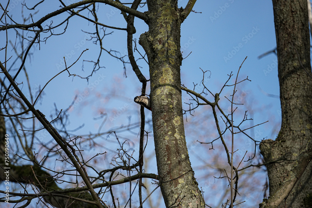 Fototapeta premium frühblüher vögel und licht