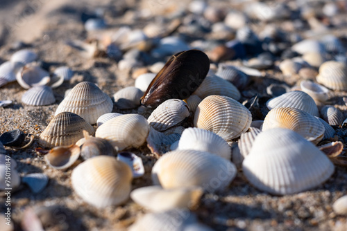 Seashells on the sand on the Black Sea. Resort. Odessa region. Ukraine