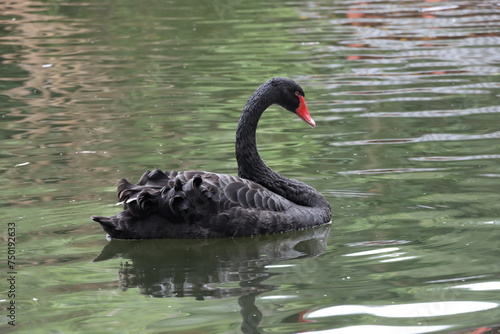 Fototapeta Naklejka Na Ścianę i Meble -  Black swan in pond