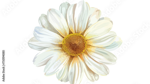 Daisy flower view from above isolated illustration i