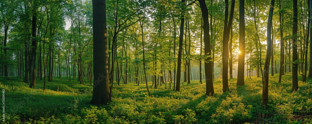Ethereal Dawn Light Streaming Through a Lush Forest Canopy Ethereal Dawn Light Streaming Through a Lush Forest Canopy